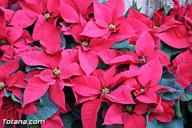 Centenares de personas ofrecen miles de flores a la patrona Santa Eulalia en la tradicional ofrenda 2013 - 198