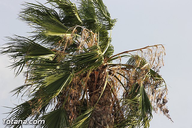 Olmpico de Totana - CD Beniel (4-2) - 90