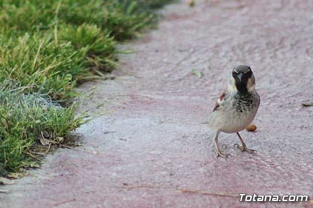 Olmpico de Totana Vs  At. Pulpileo (0-3) - 164