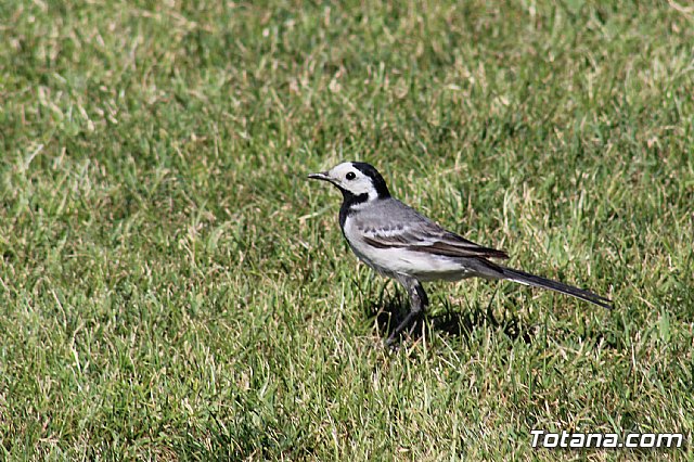I Torneo Bases Olmpico de Totana (Infantil y Cadete) - 146