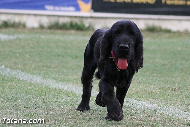 Olmpico de Totana Vs Sporting Club Aguileo (3-2) - 179