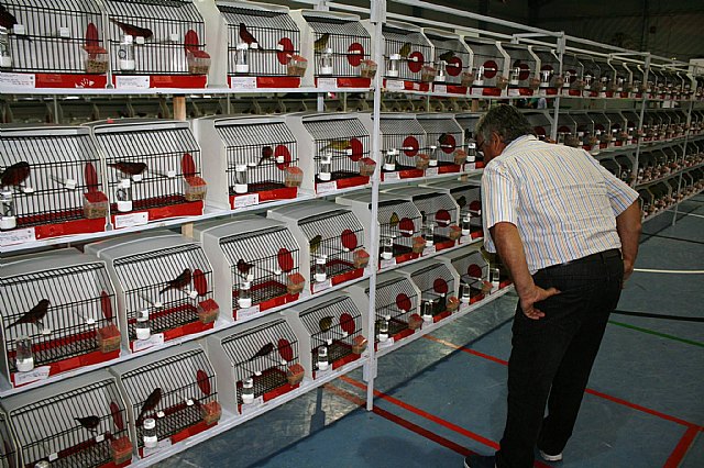  5 Campeonato Ornitolgico Regional Murciano - 40