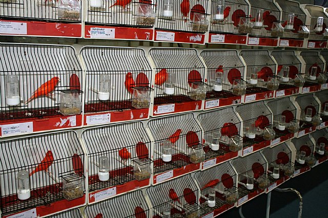  5 Campeonato Ornitolgico Regional Murciano - 41