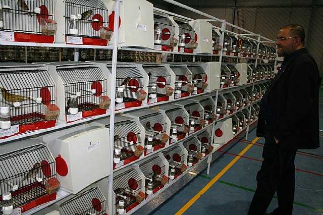  5 Campeonato Ornitolgico Regional Murciano - 42