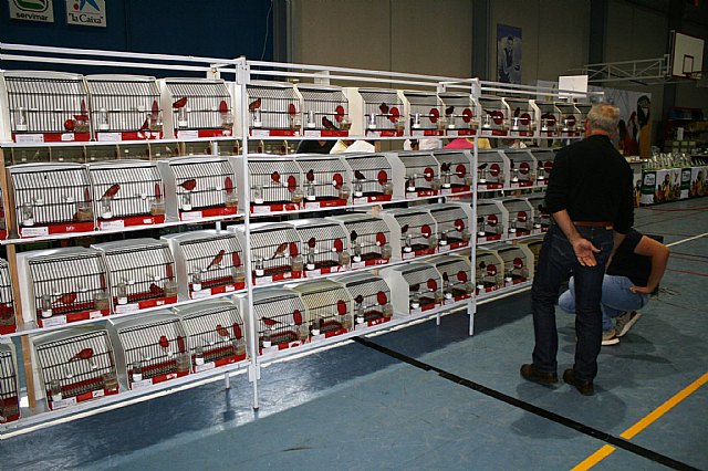  5 Campeonato Ornitolgico Regional Murciano - 60