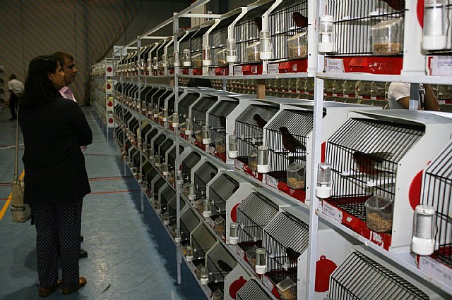  5 Campeonato Ornitolgico Regional Murciano - 64