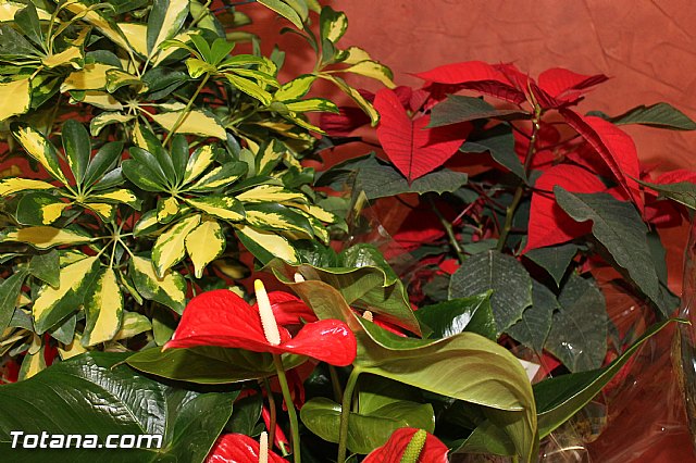 Comida-gala PADISITO 2012 - 5