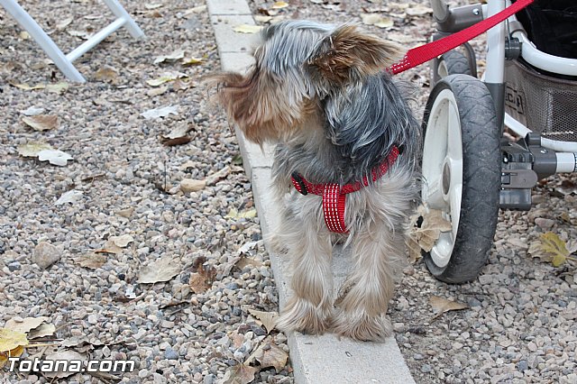 Concurso de paellas y migas - Fiestas de Santa Eulalia 2015 - 35