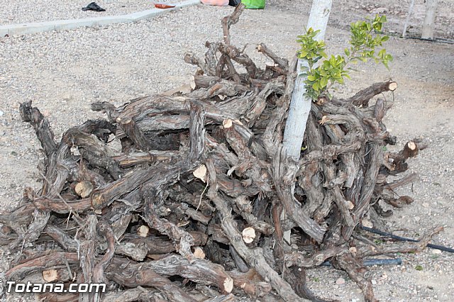 Concurso de paellas y migas - Fiestas de Santa Eulalia 2015 - 58