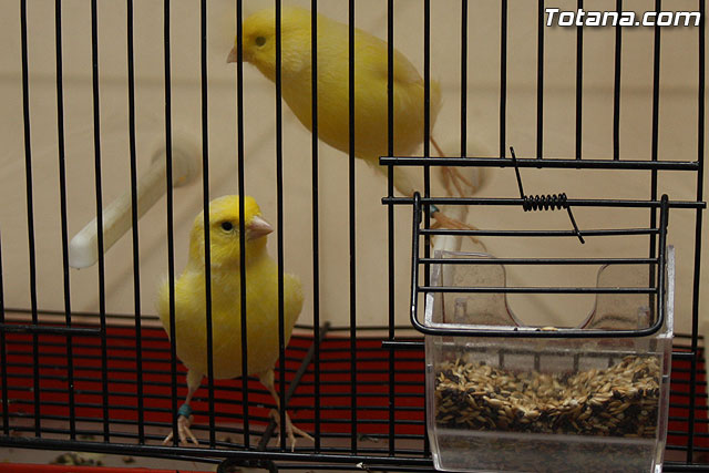 IX exposicin ornitolgica 