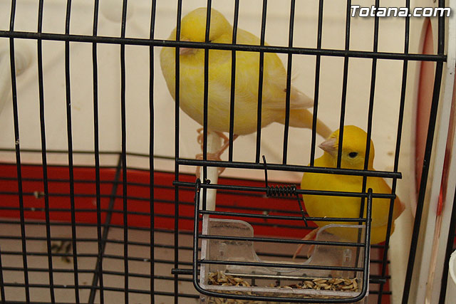 IX exposicin ornitolgica 