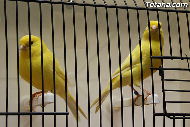 IX exposicin ornitolgica 