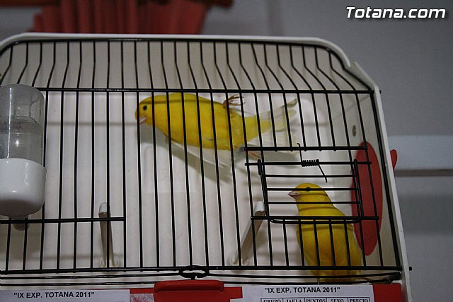 IX exposicin ornitolgica 