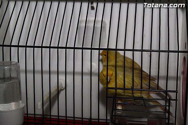 IX exposicin ornitolgica 