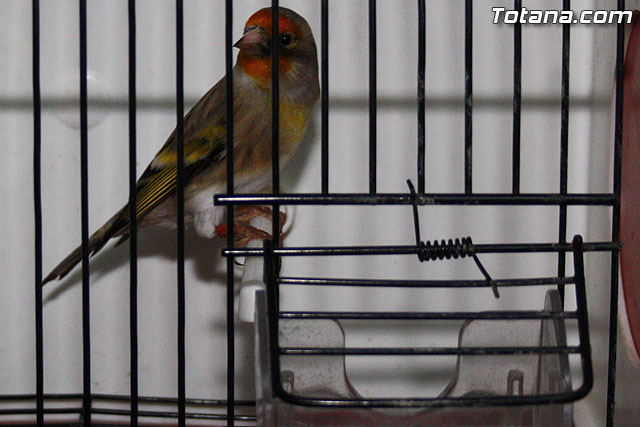 IX exposicin ornitolgica 