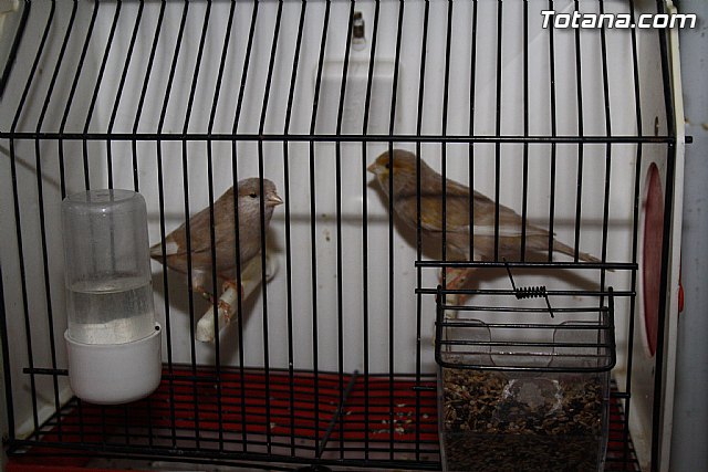 IX exposicin ornitolgica 