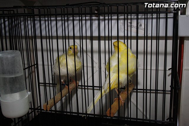 IX exposicin ornitolgica 