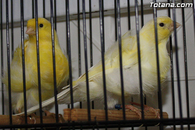 IX exposicin ornitolgica 