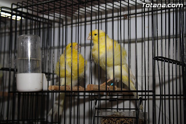 IX exposicin ornitolgica 