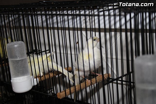 IX exposicin ornitolgica 