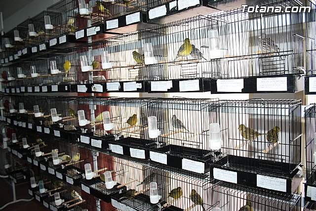 IX exposicin ornitolgica 