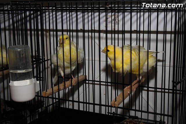 IX exposicin ornitolgica 