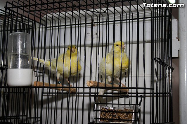 IX exposicin ornitolgica 