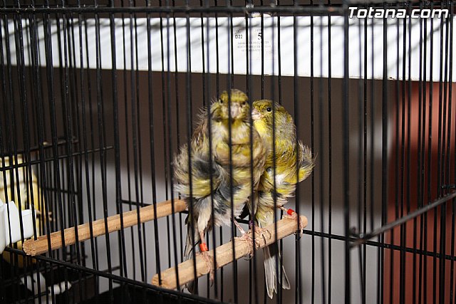 IX exposicin ornitolgica 