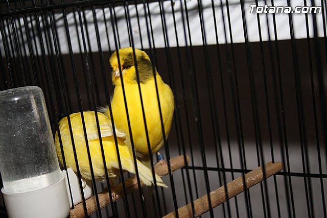 IX exposicin ornitolgica 