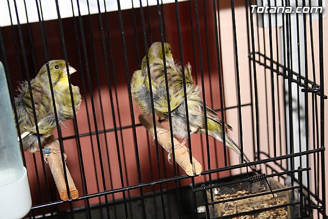 IX exposicin ornitolgica 