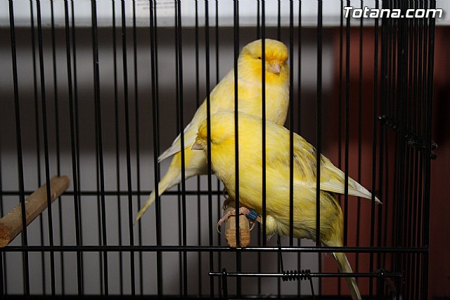 IX exposicin ornitolgica 