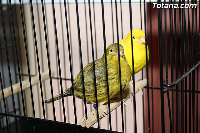 IX exposicin ornitolgica 