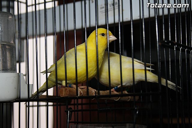 IX exposicin ornitolgica 