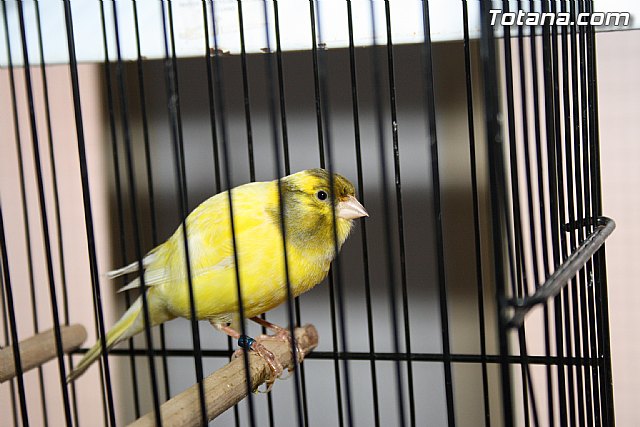 IX exposicin ornitolgica 