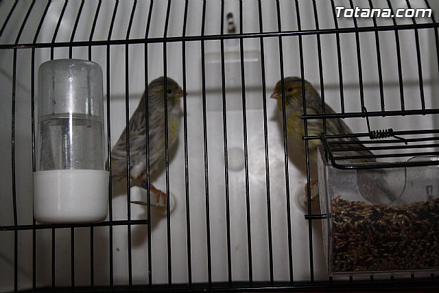 IX exposicin ornitolgica 