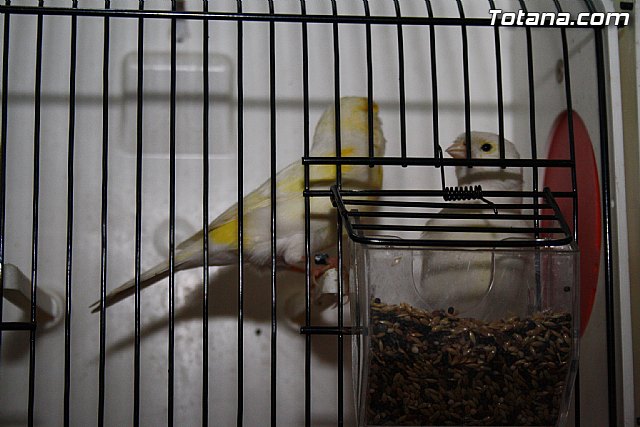 IX exposicin ornitolgica 