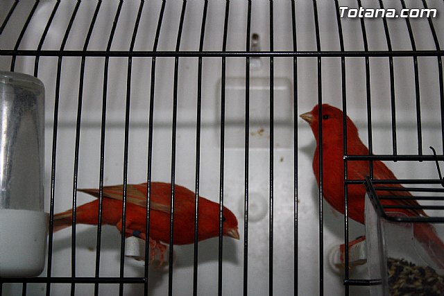 IX exposicin ornitolgica 