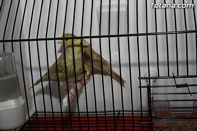 IX exposicin ornitolgica 