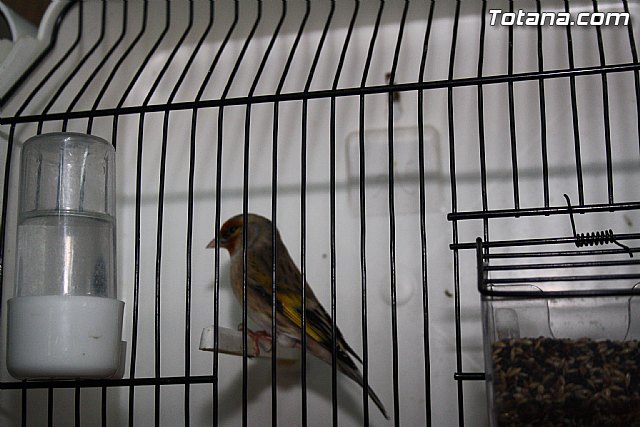 IX exposicin ornitolgica 