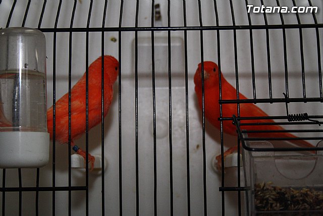 IX exposicin ornitolgica 