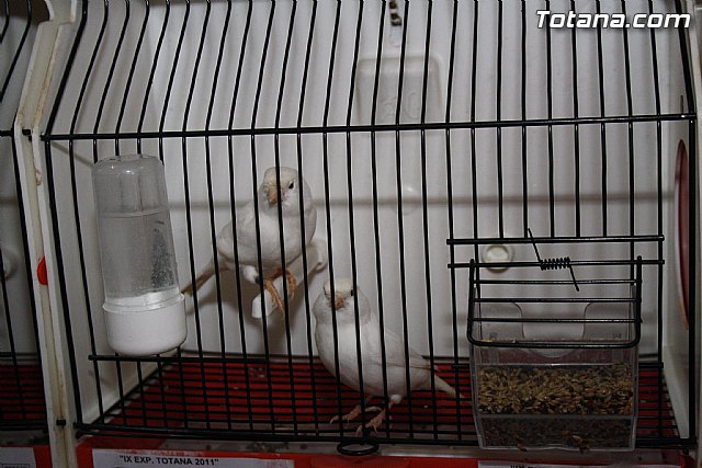 IX exposicin ornitolgica 