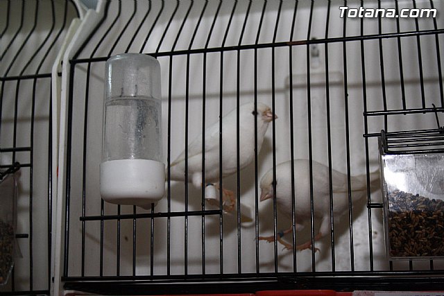 IX exposicin ornitolgica 