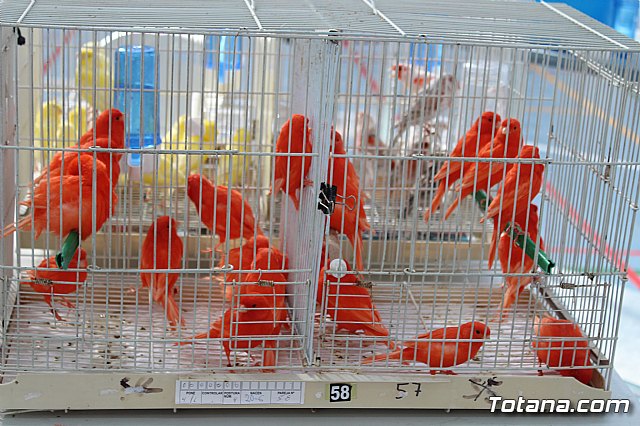 6 Campeonato Ornitolgico Regional Murciano - 11