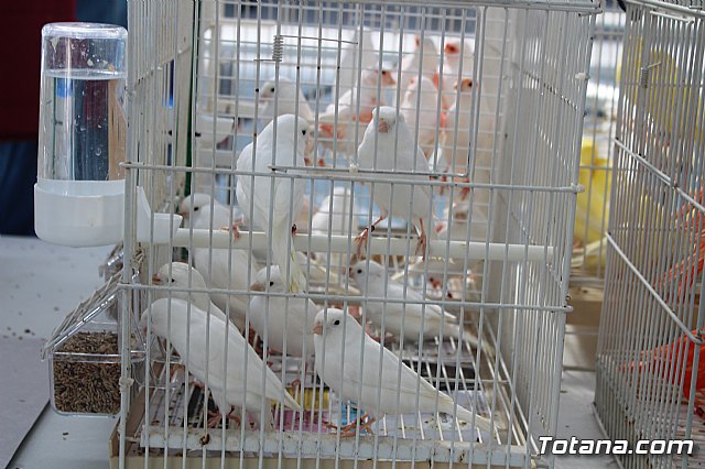 6 Campeonato Ornitolgico Regional Murciano - 12