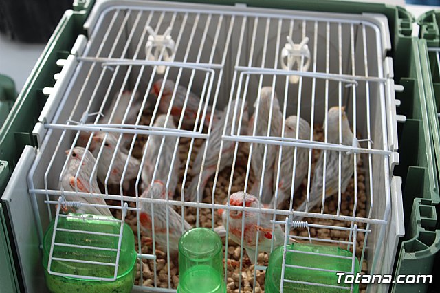 6 Campeonato Ornitolgico Regional Murciano - 13