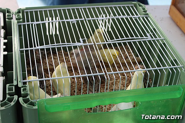 6 Campeonato Ornitolgico Regional Murciano - 14