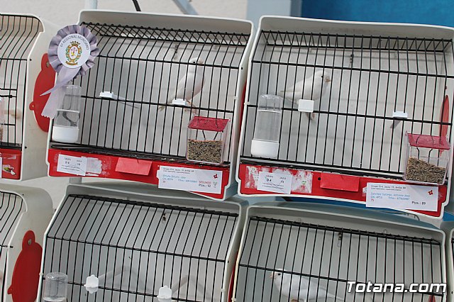 6 Campeonato Ornitolgico Regional Murciano - 32