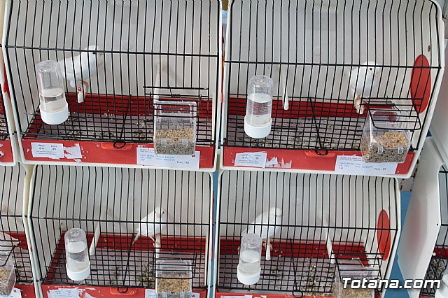 6 Campeonato Ornitolgico Regional Murciano - 36