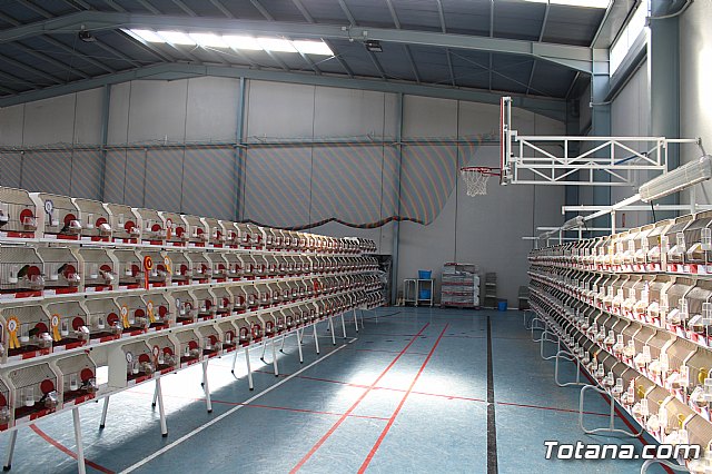 6 Campeonato Ornitolgico Regional Murciano - 37