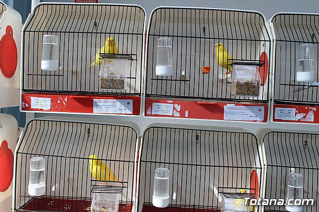 6 Campeonato Ornitolgico Regional Murciano - 38